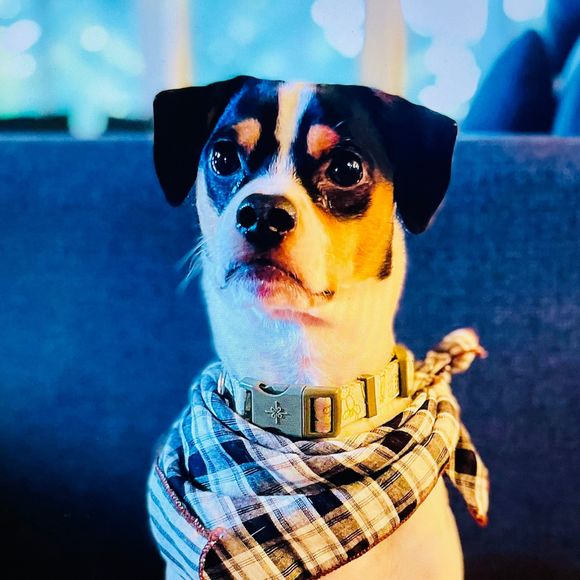 Meet your Posher, Rudy - Picture 1 of 1